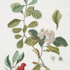 Cratægus crus galli. [Cockspur Hawthorn]