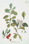 Cratægus crus galli. [Cockspur Hawthorn]