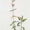 Salvia canariensis. [Canary Island Sage]