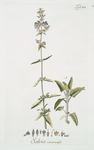 Salvia canariensis. [Canary Island Sage]