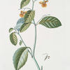 Impatiens noli tangere & Virginiana. [Touch-me-not]