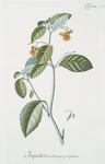Impatiens noli tangere & Virginiana. [Touch-me-not]