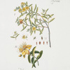 1. Hypericum Cryptopetalum - 2. Hypericum Chinense.
