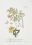 1. Hypericum Cryptopetalum - 2. Hypericum Chinense.