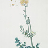Thalictrum speciosum. [Spectacular Meadow-rue]