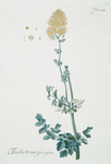 Thalictrum speciosum. [Spectacular Meadow-rue]
