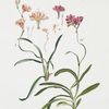 1. Gladiolus cristatus - 2. Ixia verrucosa.