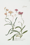 1. Gladiolus cristatus - 2. Ixia verrucosa.