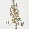 Nepeta multifida.