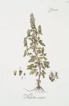 Nepeta multifida.