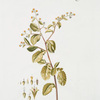 Cotula elongata.