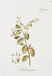 Cotula elongata.
