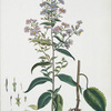 Aster cordifolius.
