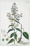 Aster cordifolius.