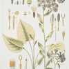 Aster pallidulus.