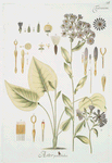 Aster pallidulus.