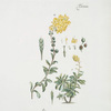 Pumpinella nodiflora.