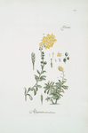 Pumpinella nodiflora.