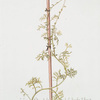 Vella annua. [Ward's weed].
