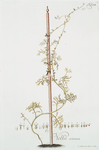 Vella annua. [Ward's weed].