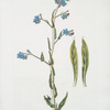 Anchusa italica [Garden Anchusa, Italian Bugloss, Large Blue Alkanet].