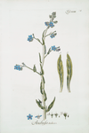 Anchusa italica [Garden Anchusa, Italian Bugloss, Large Blue Alkanet].