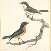 1. Muscicapa Banyumas; 2. Muscicapa hirundinacea.