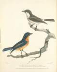 1. Muscicapa Banyumas; 2. Muscicapa hirundinacea.