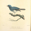 Muscicapa Indigo.