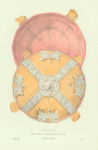 Shapka altabasnaia. (izobrazhenie 2.) Khromolitografiia F. Dregera.