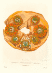 Barmy grecheskago dela. (izobrazhenie 1). Ris. Akad. F. Solntsev. Khromolitografiia F. Dregera.