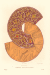 Drevniia shitiia barmy. (izobrazhenie 3.) V 1/2 nast velich. Ris. Akad. F. Solntsev. Khromolitografiia F. Dregera.