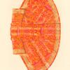 Stanovoi kaftan (izobrazhenie 2.) Khromolitografiia F. Dregera.