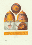 Shishak V.K. Iaroslava Vsevolodovicha. Khromolitografiia F. Dregera.