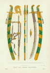 Tesak tsaria Alekseia Mikhailovicha. Ris. Akad. F. Solntsev. Khromolitografiia F. Dregera.