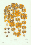 Konskiia serebrianiia cypi. Ris. Akad. F. Solntsev. Khromolitografiia F. Dregera.