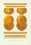 Bratiny tsaria Alekseia Mikhailovicha. Ris. Akad. F. Solntsev. Khromolitografiia F. Dregera.