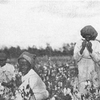 Windsor plantation; [View of African American women working in the cotton field.]