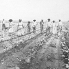 A hoe-crew of Negro men and women in a young cotton field, Aliceville, Alabama.