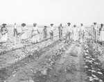 A hoe-crew of Negro men and women in a young cotton field, Aliceville, Alabama.