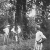 A rubber-producing fig tree (probably Ficus vogelii)