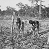Preparing a rice plantation