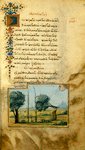 The trumpeter; The reed and the olive tree.