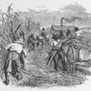 Arbete and sockerplantage