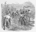 Arbete and sockerplantage