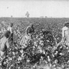 A large cotton field.