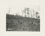 29th Division in training at camp McClellan, Alabama. Battalion of the 113th Inf. 57 Brigade, double timing down the hill, accustoming men to various topographical conditions of the country, 2-18-1918.