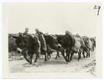 The American advance in the Argonne region, France. A donkey pack train in the Argonne, transporting rations from an American railroad to the cook shacks back of the firing line.
