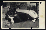 Caffe Cino. George the cat, who lived with John Torrey and Joe Cino and then with Ken Burgess. Photo taken at Burgess' loft