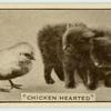 'Chicken hearted'.